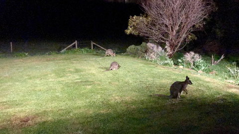 Beeâ€™s Place - 3 Bedroom Home On 10 Acres Of Land With Distant Ocean Views - Tourism Caloundra 13