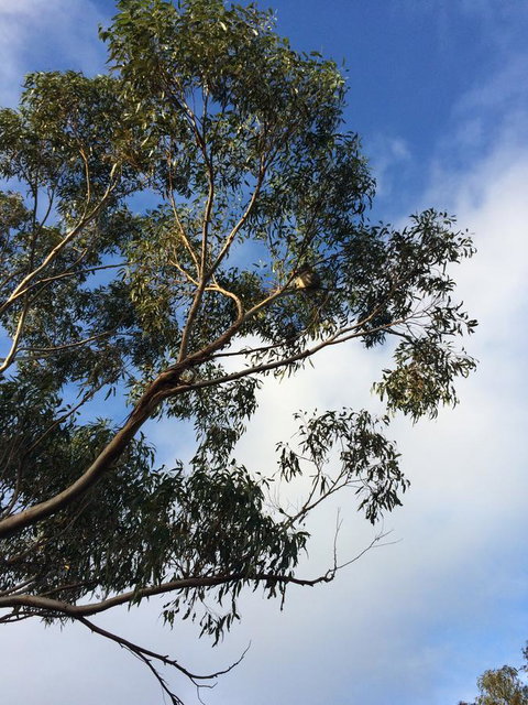 Beeâ€™s Place - 3 Bedroom Home On 10 Acres Of Land With Distant Ocean Views - Tourism Caloundra 25