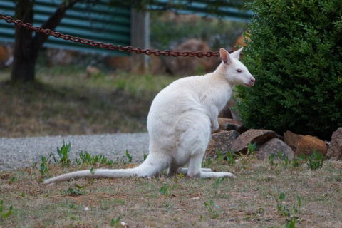 Adventure Bay Holiday Home - Tourism Caloundra 14