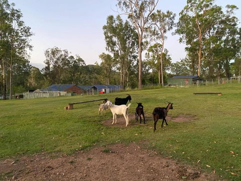Gemmas Animal Farm By Tiny Away - Tourism Caloundra 2