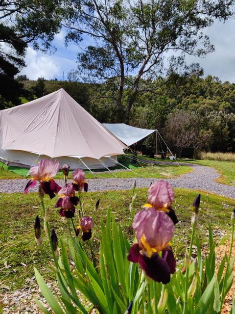 Glamping At Zeehan Bush Camp - Tourism Caloundra 4