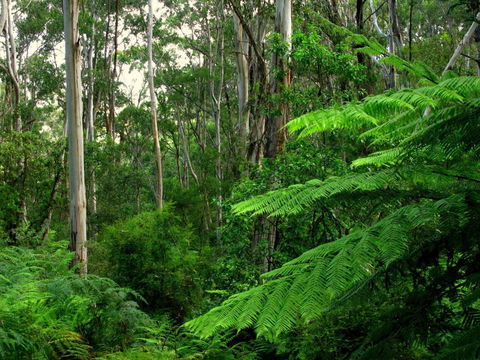 Glenaire Cottages - Tourism Caloundra 3