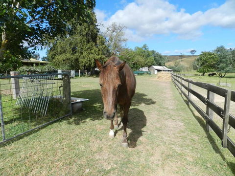 Glenfield Cottage - Tourism Caloundra 2