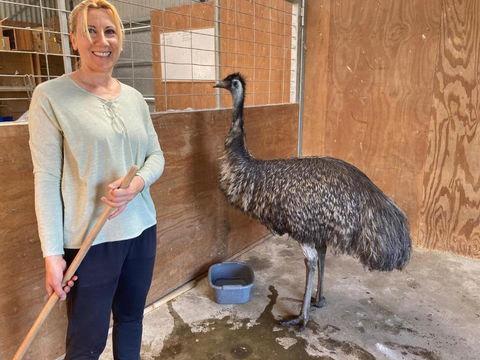 Glenview Alpaca Farm - Tourism Caloundra 1