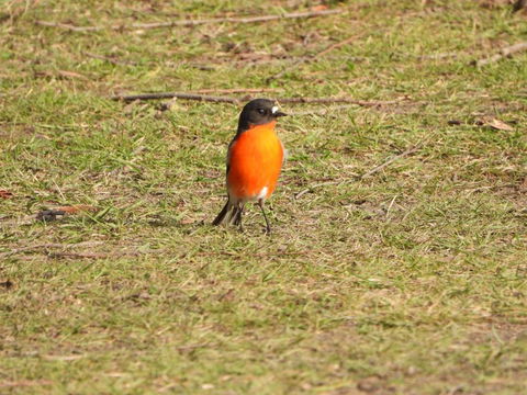Gulkula2 Wildlife Retreat - Tourism Caloundra 1