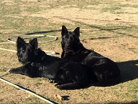 Alpine Country Motel - Tourism Caloundra 2