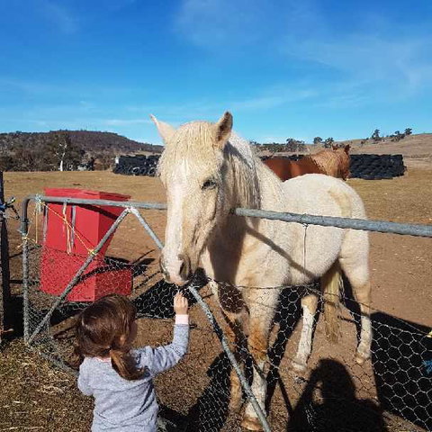 Alpine Country Motel - Tourism Caloundra 3