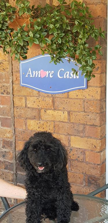 Amore Casa Tenterfield - Tourism Caloundra 2