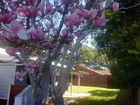 Magnolia Cottage - Tourism Caloundra 0