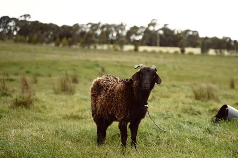 Maluridae Creek Views By Tiny Away - Tourism Caloundra 2