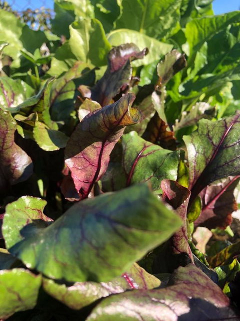 Moodemere Lake House - Tourism Caloundra 1