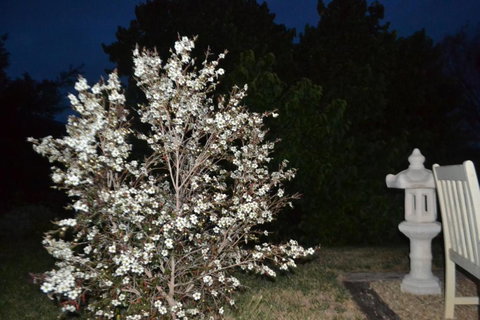 Mulberry Cottage Unique B&B Accommodation - Tourism Caloundra 3