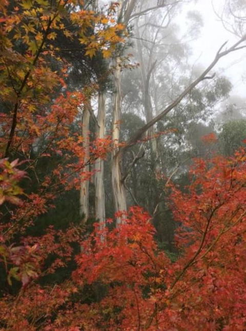 Olinda Enchanted Tower Spa Gas Log Fire And Netflix - Tourism Caloundra 2