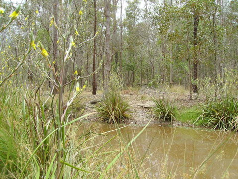 Back To The Bush - Tourism Caloundra 2
