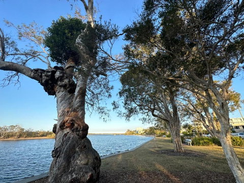 River Gum Apartment - Tourism Caloundra 2