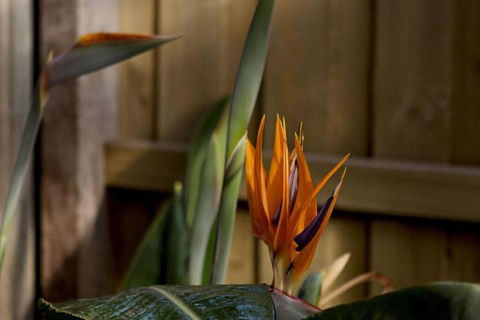 Rose Cottage - Tourism Caloundra 1