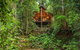 The Canopy Rainforest Treehouses & Wildlife Sanctuary - thumb 0