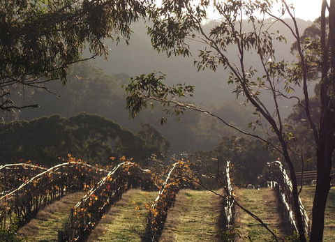 Blue House At Mountainside Wines - Tourism Caloundra 2