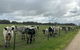Glamping At Beltie Park - thumb 3