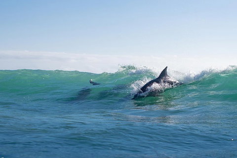 Private Tangalooma Wrecks Tour - Tourism Caloundra 2