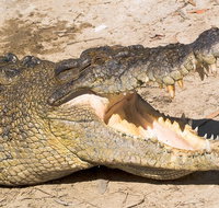 4-Day Cairns Ultimate Combo Daintree Rainforest Reef Kuranda  Paronella Park - Tourism Caloundra