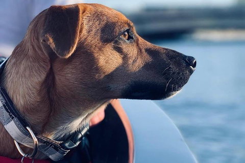 1.5-Hour Boat Rental In Melbourne - Tourism Caloundra 0