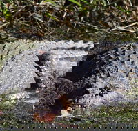 Full Day Tour in the Daintree - Tourism Caloundra