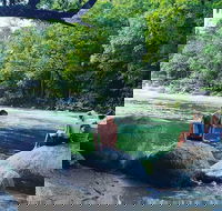 Afternoon Half-Day Daintree Rainforest and River Tour - Tourism Caloundra