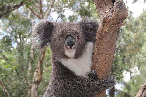 Private Blue Mountains Tour With Kangaroo And Koala Experience - Tourism Caloundra 2