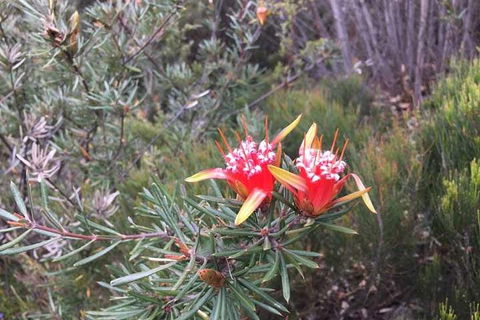Private Blue Mountains Tour With Kangaroo And Koala Experience - Tourism Caloundra 4