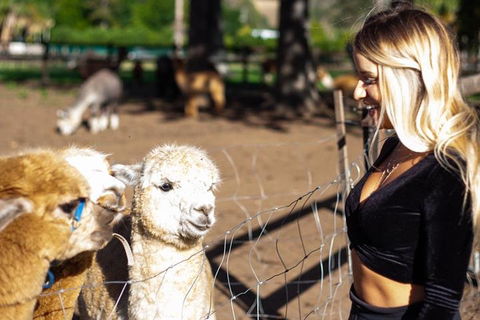 O'Reilly's & Lamington National Park Incl. Alpaca Farm + Vineyard - Tourism Caloundra 3