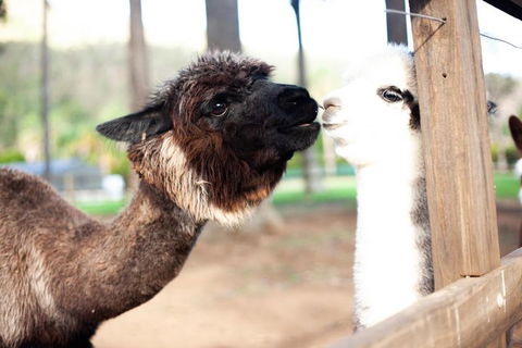 O'Reilly's & Lamington National Park Incl. Alpaca Farm + Vineyard - Tourism Caloundra 4