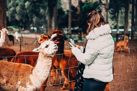 O'Reilly's & Lamington National Park Incl. Alpaca Farm + Vineyard - Tourism Caloundra 5