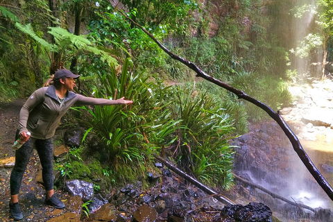 Rainforest & Waterfalls Extravaganza - Tourism Caloundra 4