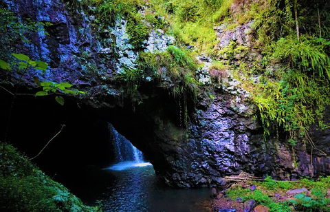 Rainforest & Waterfalls Extravaganza - Tourism Caloundra 5