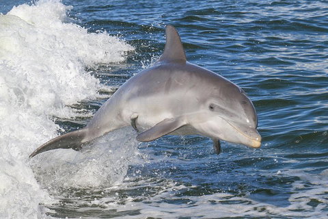 Noosa Oceanrider Scenic Dolphin Safari - Tourism Caloundra 0