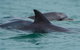 Noosa Oceanrider Scenic Dolphin Safari - thumb 1