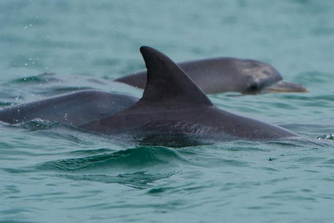 Noosa Oceanrider Scenic Dolphin Safari - Tourism Caloundra 1