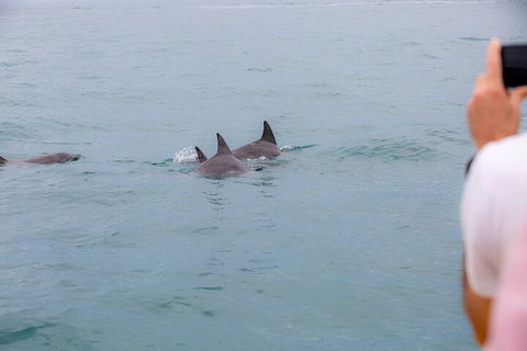 Noosa Oceanrider Scenic Dolphin Safari - Tourism Caloundra 2