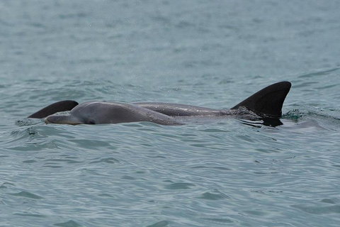 Noosa Oceanrider Scenic Dolphin Safari - Tourism Caloundra 3