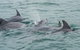 Noosa Oceanrider Scenic Dolphin Safari - thumb 5