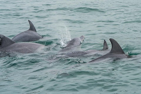 Noosa Oceanrider Scenic Dolphin Safari - Tourism Caloundra 5
