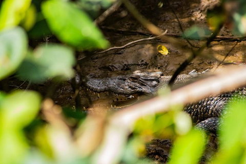 Cape Tribulation Day Tour - Tourism Caloundra 5