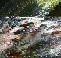 Daintree Rainforest Cape Tribulation Mossman Gorge Small-Group Day Tour - Tourism Caloundra