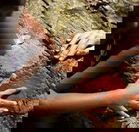 Ngana Julaymba Dungay - Half Day - Tourism Caloundra