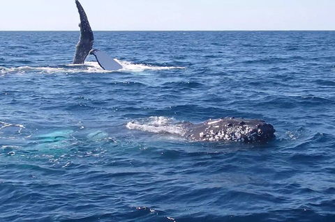 Noosa Whale Watching - Tourism Caloundra 0