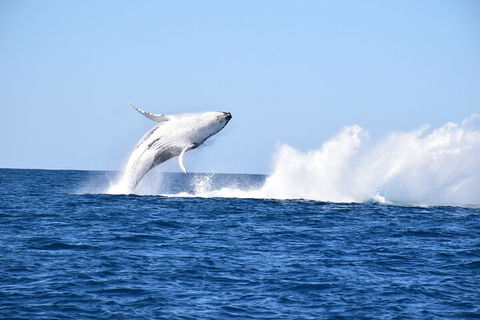 Noosa Whale Watching - Tourism Caloundra 1