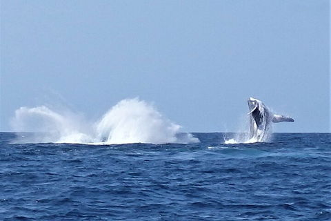 Noosa Whale Watching - Tourism Caloundra 2