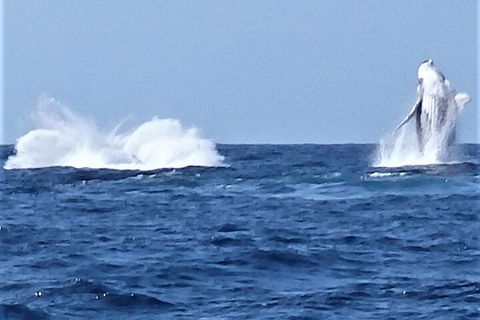 Noosa Whale Watching - Tourism Caloundra 3