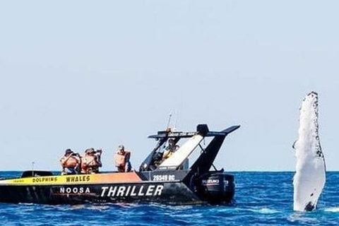 Noosa Whale Watching - Tourism Caloundra 4